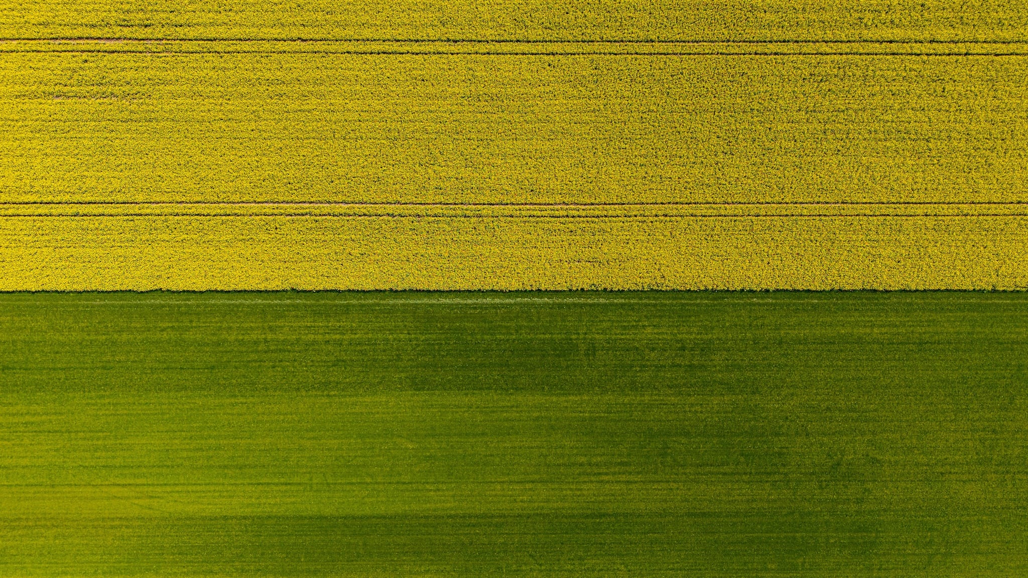 Aerial view looking straight down on a field of yellow canola meeting a green field along a straight edge