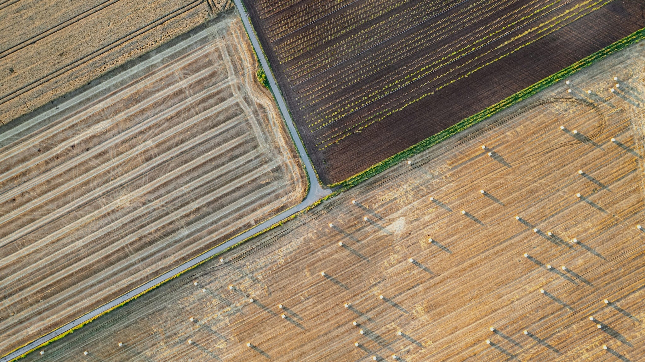 Aerial view looking straight down on a harvested field of gold stubble with round bales casting long shadows