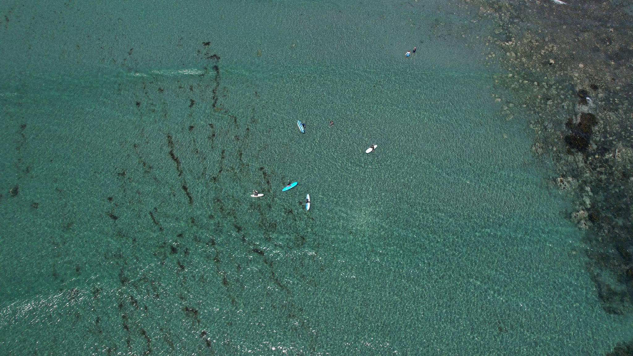 Top-down aerial view of paddleboarders crossing teal water over kelp