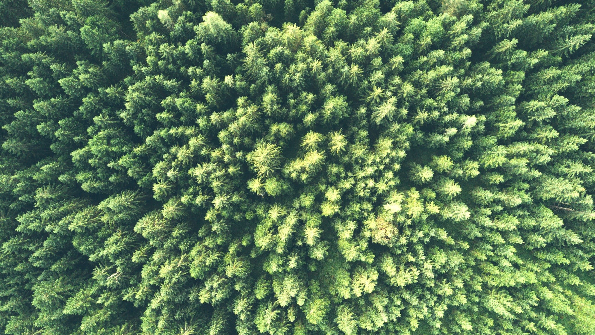 Aerial view looking straight down on a dense pine canopy, the treetops radiating from the centre of the frame